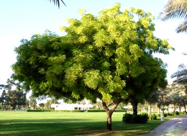 Neem Garden.jpg