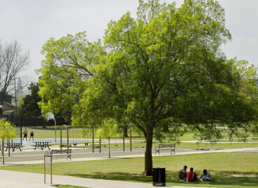 Trees shelter.jpg